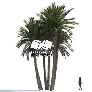 SueduTree Vol.07
