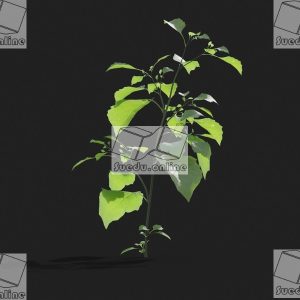 SueduTree_Vol.21