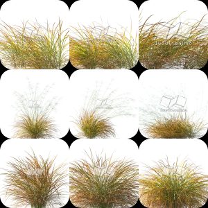 Suedu_Tree_V109_Anemanthele_lessoniana (VIP MEMBER)