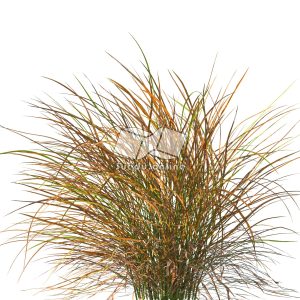 Suedu_Tree_V109_Anemanthele_lessoniana (VIP MEMBER)