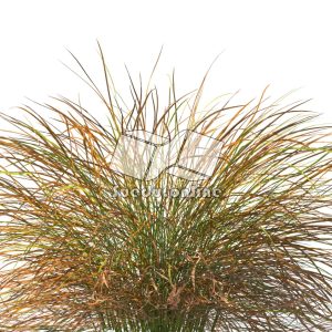 Suedu_Tree_V109_Anemanthele_lessoniana (VIP MEMBER)