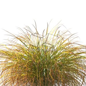 Suedu_Tree_V109_Anemanthele_lessoniana (VIP MEMBER)