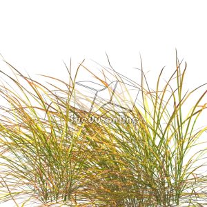 Suedu_Tree_V109_Anemanthele_lessoniana (VIP MEMBER)