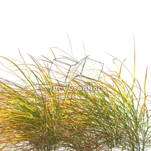 Suedu_Tree_V109_Anemanthele_lessoniana (VIP MEMBER)