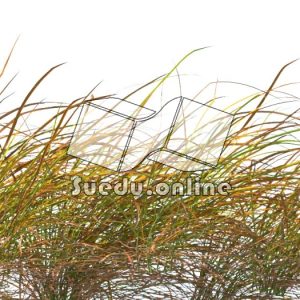 Suedu_Tree_V109_Anemanthele_lessoniana (VIP MEMBER)