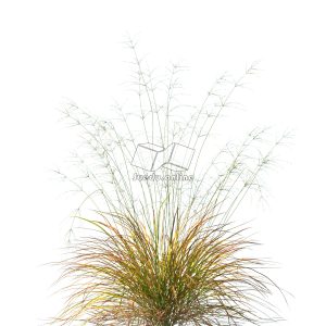 Suedu_Tree_V109_Anemanthele_lessoniana (VIP MEMBER)