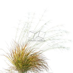 Suedu_Tree_V109_Anemanthele_lessoniana (VIP MEMBER)
