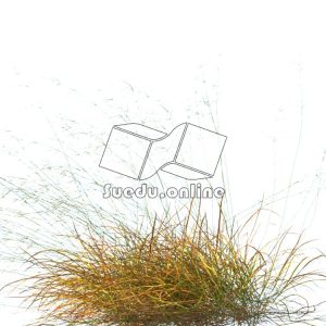 Suedu_Tree_V109_Anemanthele_lessoniana (VIP MEMBER)
