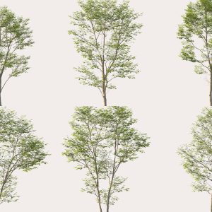 Suedu_Tree_V114_Gymnocladus_dioica (VIP MEMBER)