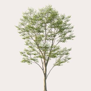 Suedu_Tree_V114_Gymnocladus_dioica (VIP MEMBER)