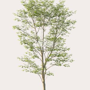 Suedu_Tree_V114_Gymnocladus_dioica (VIP MEMBER)