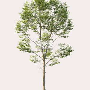 Suedu_Tree_V114_Gymnocladus_dioica (VIP MEMBER)
