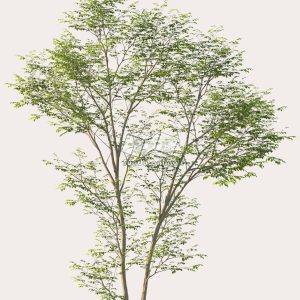 Suedu_Tree_V114_Gymnocladus_dioica (VIP MEMBER)