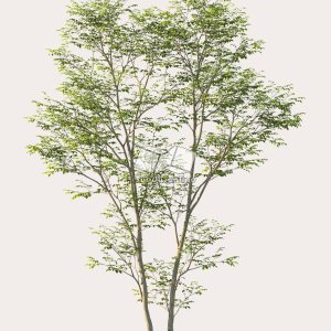 Suedu_Tree_V114_Gymnocladus_dioica (VIP MEMBER)