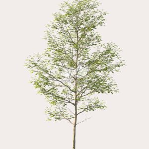Suedu_Tree_V114_Gymnocladus_dioica (VIP MEMBER)