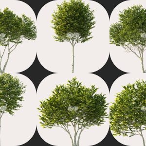 Suedu_Tree_V114_Ligustrum_japonicum (VIP MEMBER)