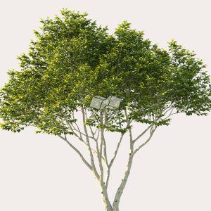 Suedu_Tree_V114_Ligustrum_japonicum (VIP MEMBER)