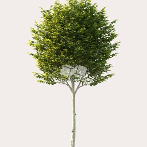 Suedu_Tree_V114_Ligustrum_japonicum (VIP MEMBER)