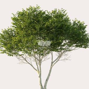 Suedu_Tree_V114_Ligustrum_japonicum (VIP MEMBER)