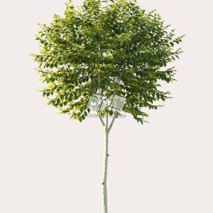 Suedu_Tree_V114_Ligustrum_japonicum (VIP MEMBER)
