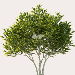 Suedu_Tree_V114_Ligustrum_japonicum (VIP MEMBER)
