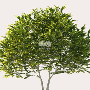 Suedu_Tree_V114_Ligustrum_japonicum (VIP MEMBER)