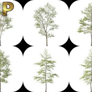 Suedu_Tree_V114_Tilia_mongolica (VIP MEMBER)