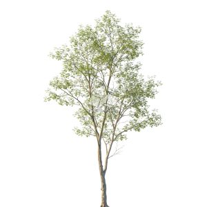 Suedu_Tree_V114_Tilia_mongolica (VIP MEMBER)