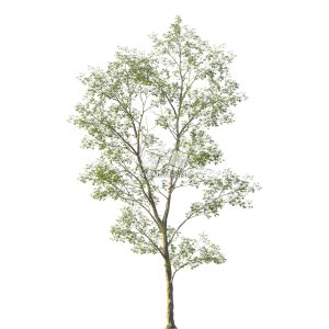 Suedu_Tree_V114_Tilia_mongolica (VIP MEMBER)