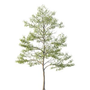 Suedu_Tree_V114_Tilia_mongolica (VIP MEMBER)