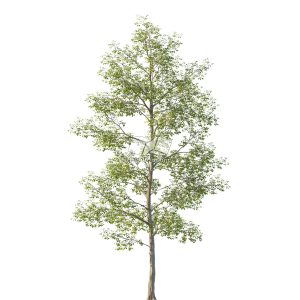 Suedu_Tree_V114_Tilia_mongolica (VIP MEMBER)