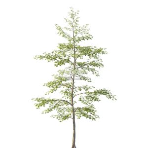 Suedu_Tree_V114_Tilia_mongolica (VIP MEMBER)