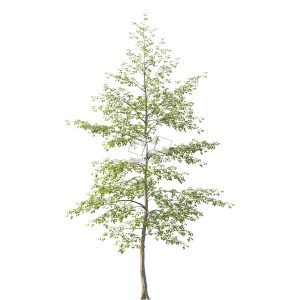 Suedu_Tree_V114_Tilia_mongolica (VIP MEMBER)
