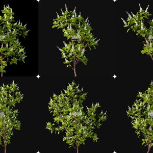 Suedu_Tree_V116_Clethra_alnifolia (VIP MEMBER)