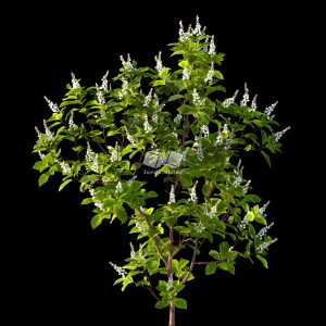 Suedu_Tree_V116_Clethra_alnifolia (VIP MEMBER)