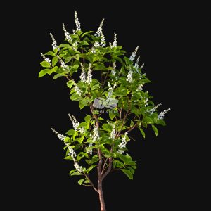 Suedu_Tree_V116_Clethra_alnifolia (VIP MEMBER)