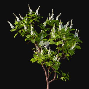 Suedu_Tree_V116_Clethra_alnifolia (VIP MEMBER)