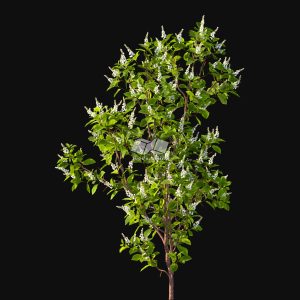 Suedu_Tree_V116_Clethra_alnifolia (VIP MEMBER)