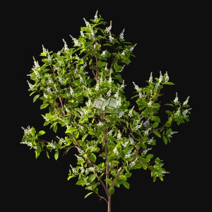 Suedu_Tree_V116_Clethra_alnifolia (VIP MEMBER)