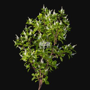 Suedu_Tree_V116_Clethra_alnifolia (VIP MEMBER)