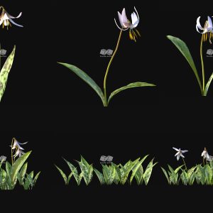 Suedu_Tree_V116_Erythronium_albidum (VIP MEMBER)