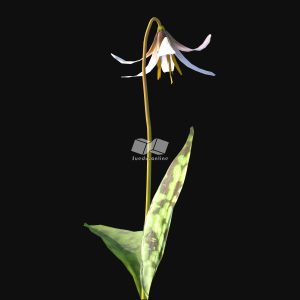 Suedu_Tree_V116_Erythronium_albidum (VIP MEMBER)