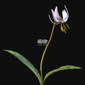 Suedu_Tree_V116_Erythronium_albidum (VIP MEMBER)