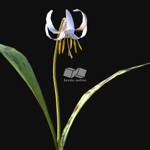 Suedu_Tree_V116_Erythronium_albidum (VIP MEMBER)