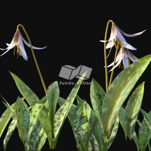 Suedu_Tree_V116_Erythronium_albidum (VIP MEMBER)
