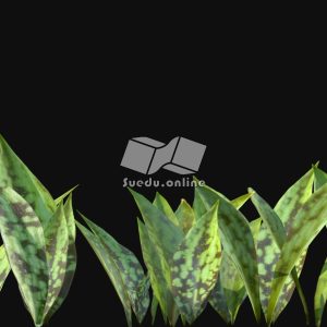 Suedu_Tree_V116_Erythronium_albidum (VIP MEMBER)