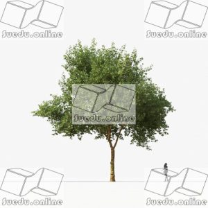 SueduTree_Vol.35
