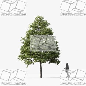 SueduTree_Vol.35
