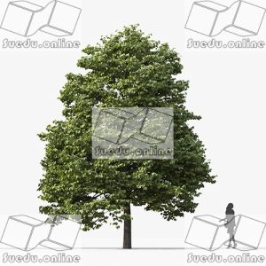 SueduTree_Vol.35