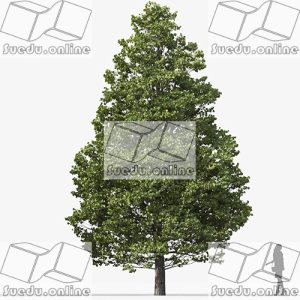 SueduTree_Vol.35